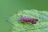 Fieberiella florii